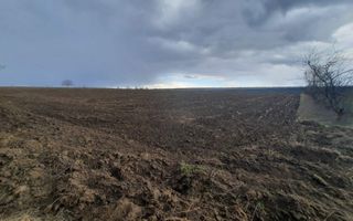Teren agricol, Boșcana, 20 ari - Poză 3