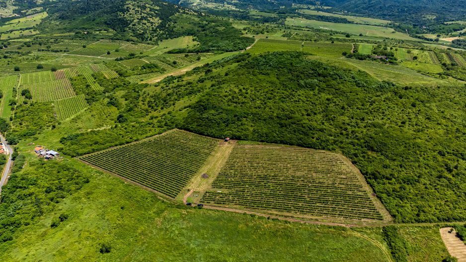 PRET REDUS Oportunitate de afacere, Teren cu vita de vie - Poză 3