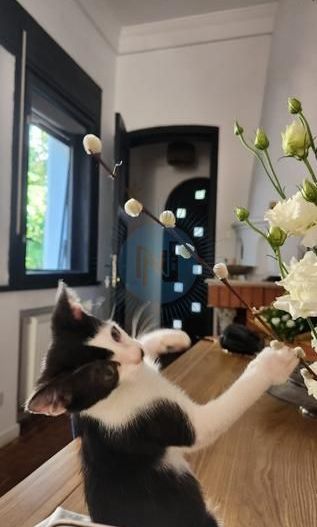 Casa cu gradina Icoanei - Poză 12