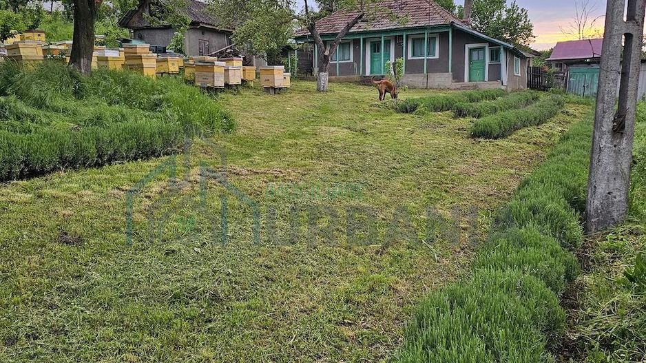 Casă cu teren intravilan de 5000 mp, livadă tânără și vie productivă, în Roșu, comuna Răducăneni, județul Iași - Poză 8