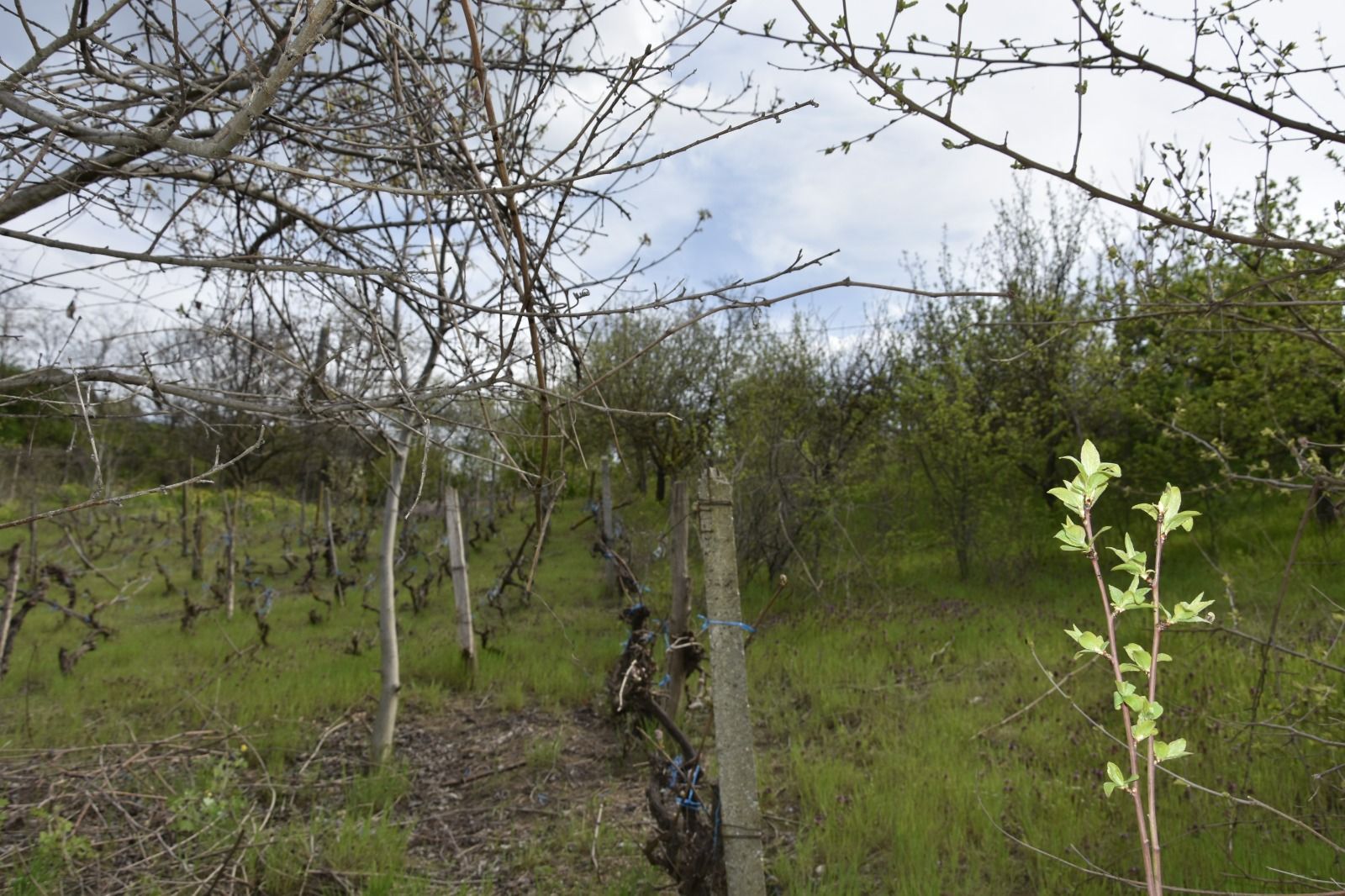 CASĂ TRADIȚIONALĂ CU GRĂDINĂ GENEROASĂ ȘI VIE – ISACCEA, JUD. TULCEA - Poză 4