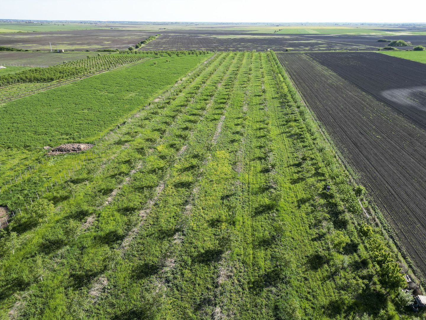 Livadă de nuci și pruni 2.4ha în Variașul Mare - Poză 24