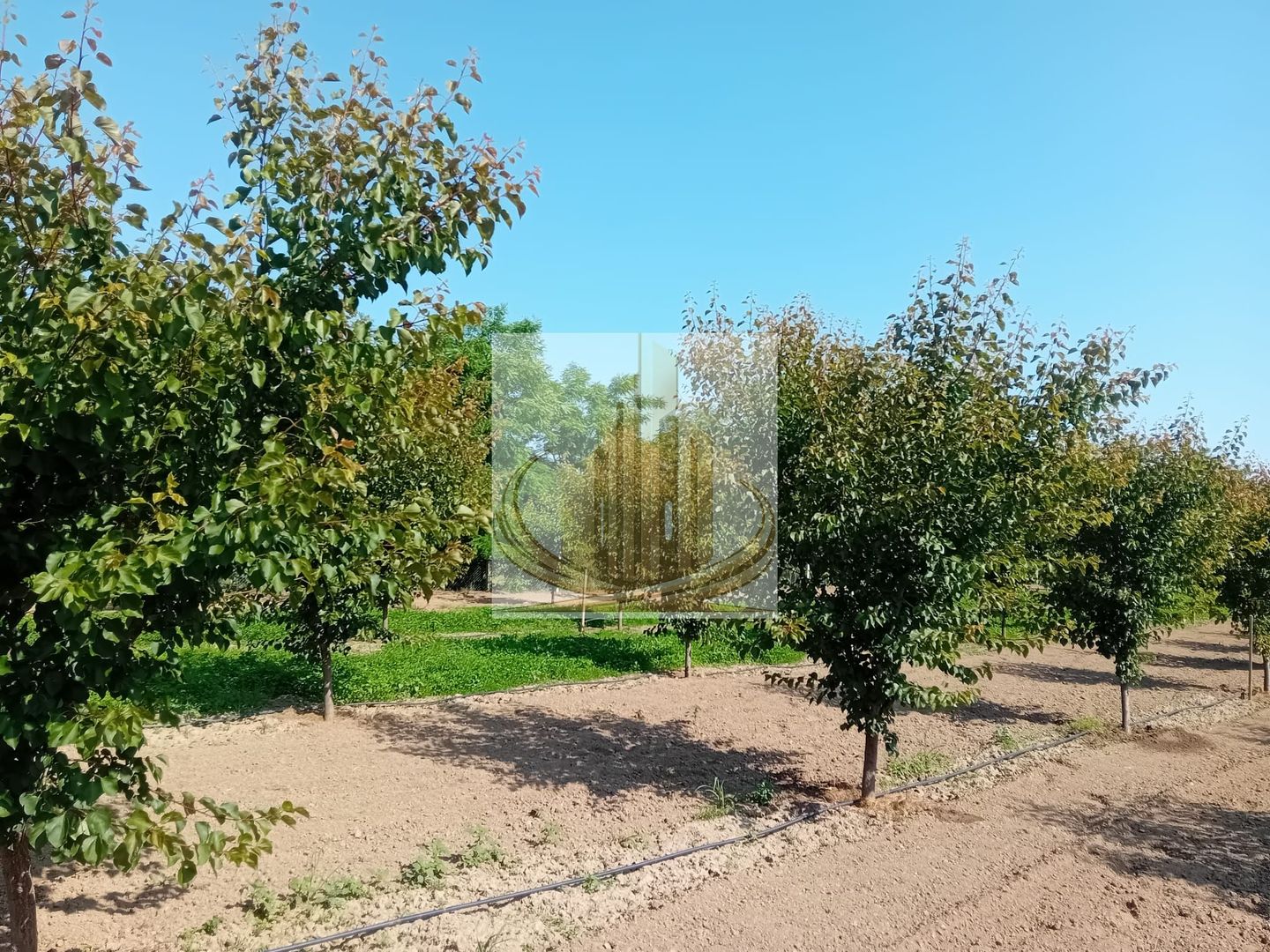 Vand/Schimb Livada Belint 16000mp - Poză 23