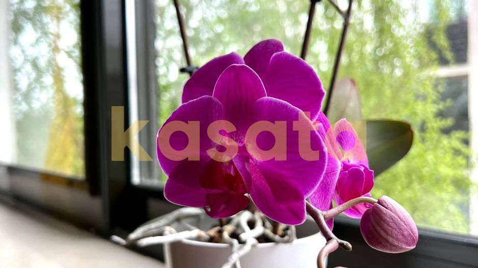 3 camere premium cu balcon generos | Natura Residence Băneasa - Poză 16