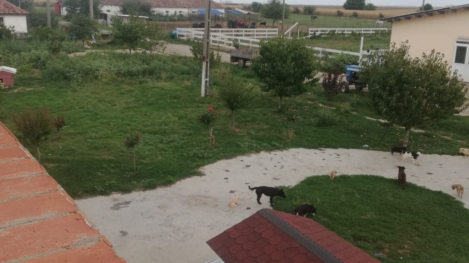 Ferma de vânzare - Poză 15