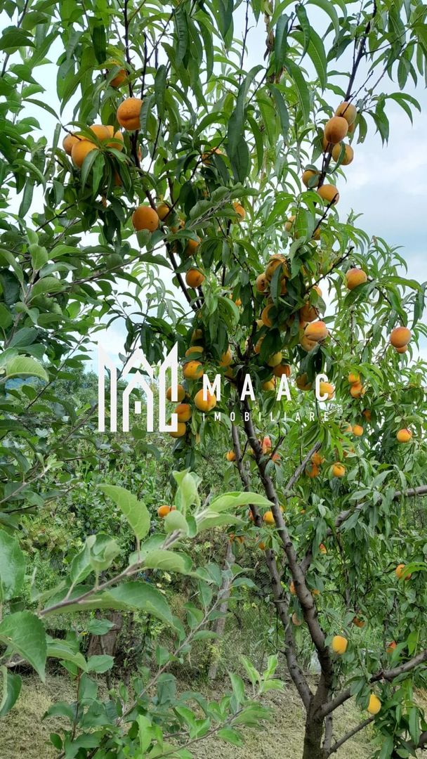 Casa individuala | 4 camere | Teren 2000 MP | Seica Mare - Poză 7