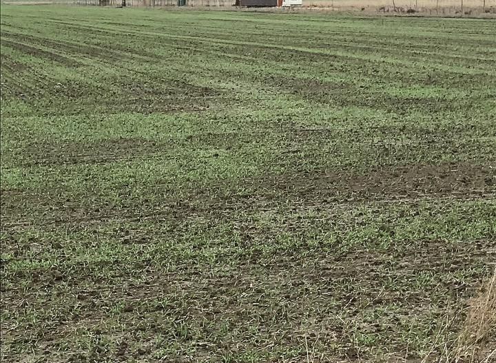 CORBU spre plaja Corbu, teren intravilan 965 mp. ideal constructii - Poză 16