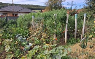 Teren intravilan, 938 mp, zona Remetea - Poză 6