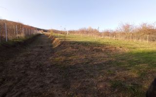 Teren intravilan 2700 mp-ideal case/investitie-Viisoara - Poză 2