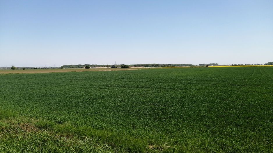 Teren intravilan 5114 mp in comuna 1 Decembrie - Ilfov - Poză 3