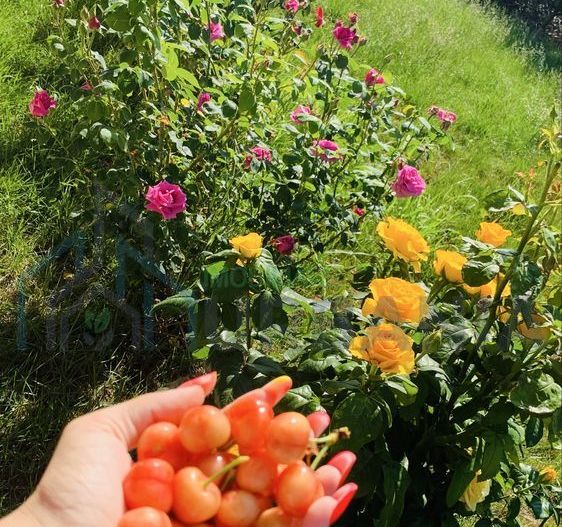 Casă modernă Horpaz | 500 mp teren | 3 dormitoare | Gata de mutare - Poză 6