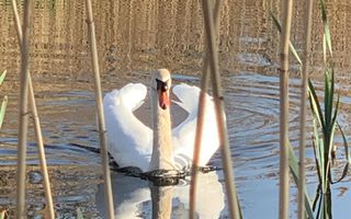 Teren 2000 mp de vânzare – Comana, deschidere la lac, aproape de Parcu - Poză 11