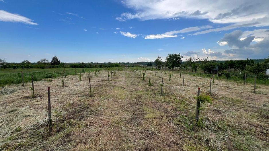 🏡 CASĂ + TEREN INTRAVILAN 4.971 MP – URECHEȘTI, VRANCEA - Poză 22