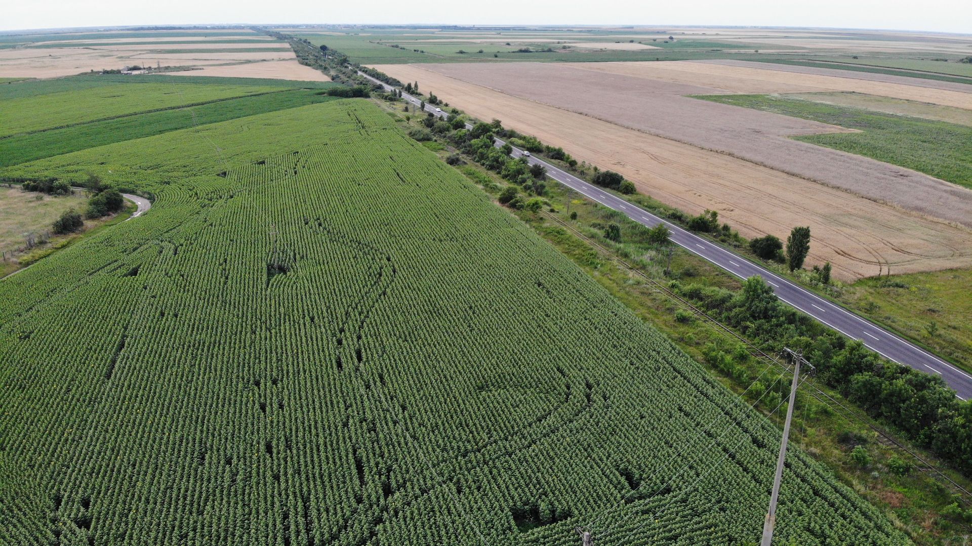 Vand Teren Extravilan Becicherecu Mic(zona industriala) 18.000mp,Utilitati - Poză 4
