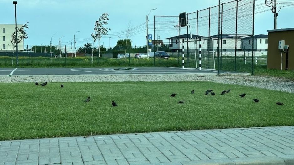 Prima închiriere Apartament 2 camere | Darwin Residence Otopeni–Tunari - Poză 13