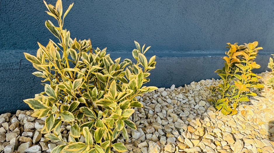 Vila P+1+M 5 camere Popesti-Leordeni - Poză 27