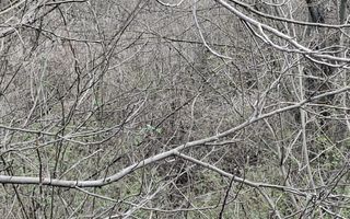 Teren de vanzare Cornu de Jos - Poză 3