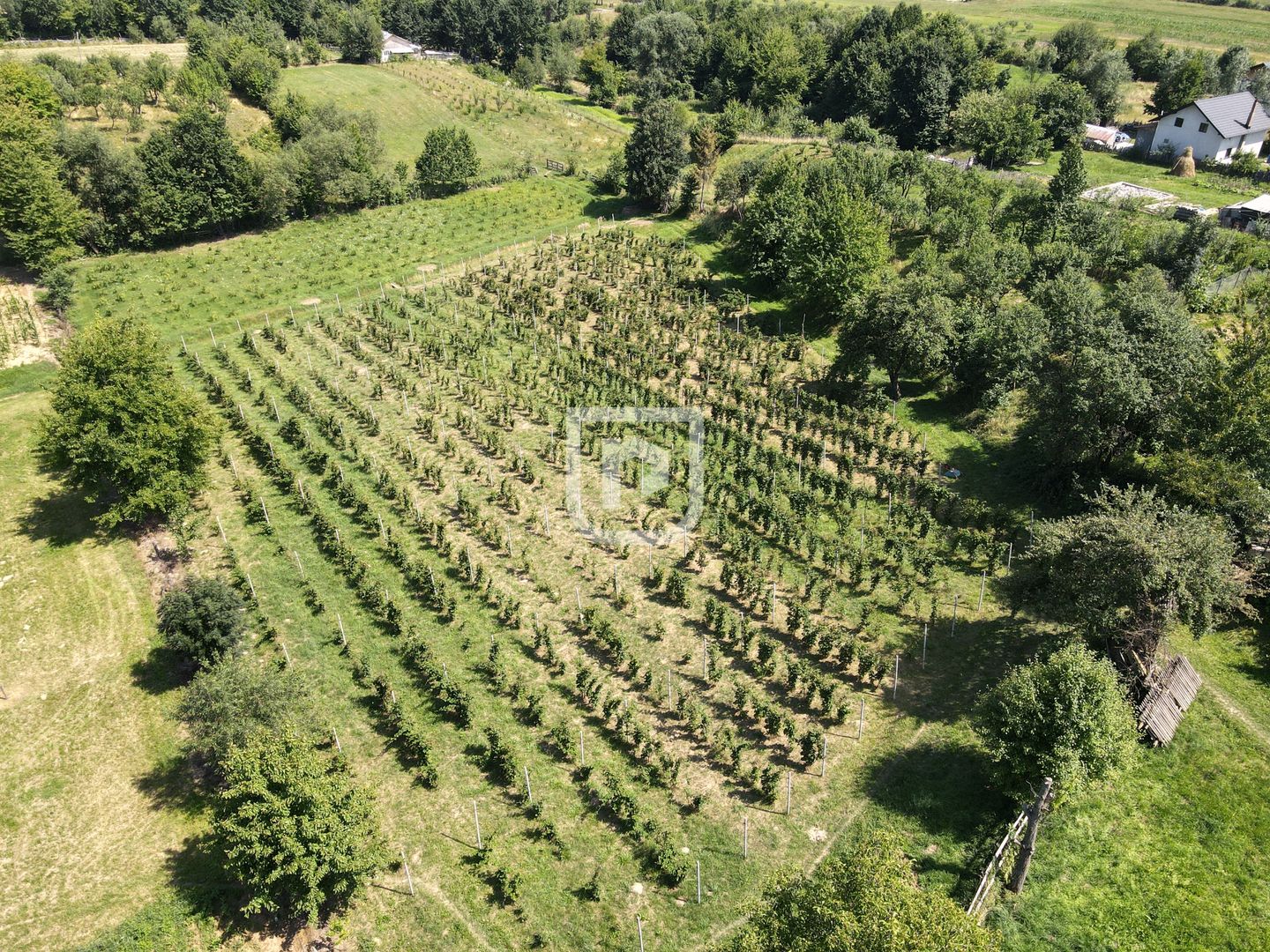 Ferma agricola, plantatii de mure, trandafiri, vita-de-vie - Poză 1
