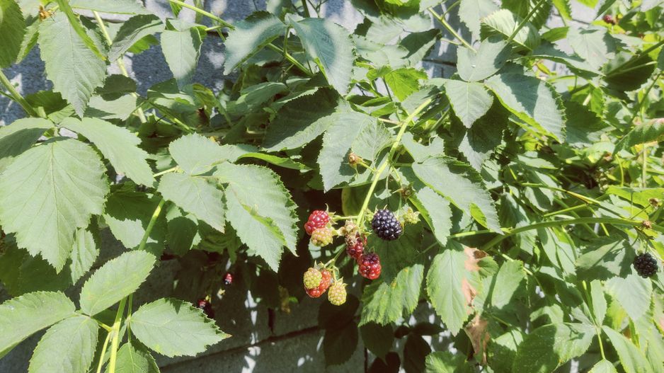 CASA INDIVIDUALA GHIRODA +TEREN 1752 MP - Poză 43