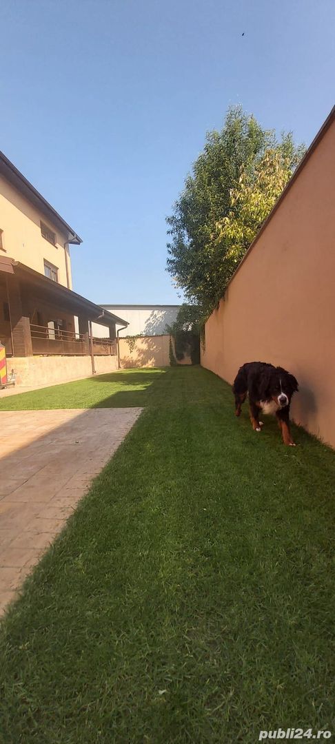 Pipera Vand Birou Locuinta Vila Casa Proprietar Comision 0% - Poză 4