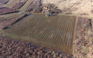 Vita-de-vie Premium  teren de 6800 mp în Covăsinț - Poză 11