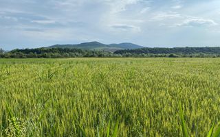 Teren -4.300 mp - Arabil - Chintelnic - Poză 4