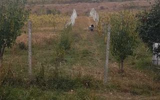 Teren intravilan - Poză 7