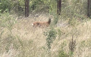 Vila de inchiriat | Silistea Snagovului | Aproape de lac-ponton privat | Jacuzzi - Poză 34