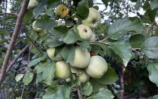 Vila de vanzare in Tunari I Gata de mutat I 4 camere I 5 parcari - Poză 51