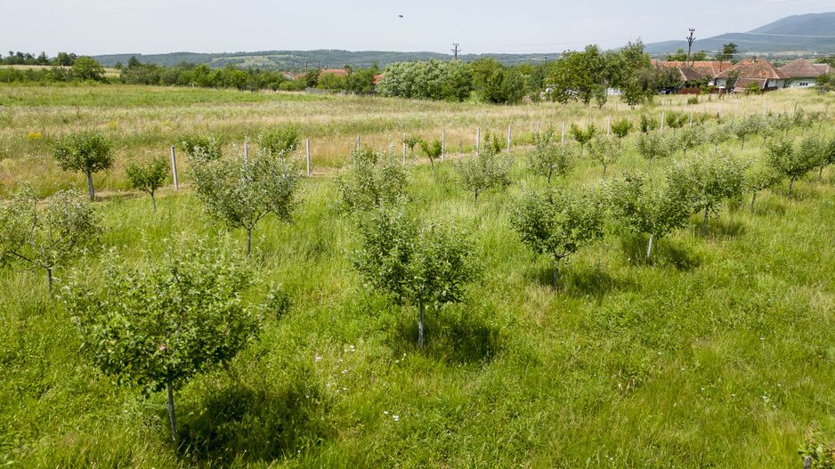Livadă pe rod cu pomi fructiferi 4780mp la Dezna - Poză 13