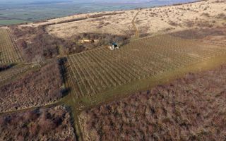 Vita-de-vie Premium  teren de 6800 mp în Covăsinț - Poză 8