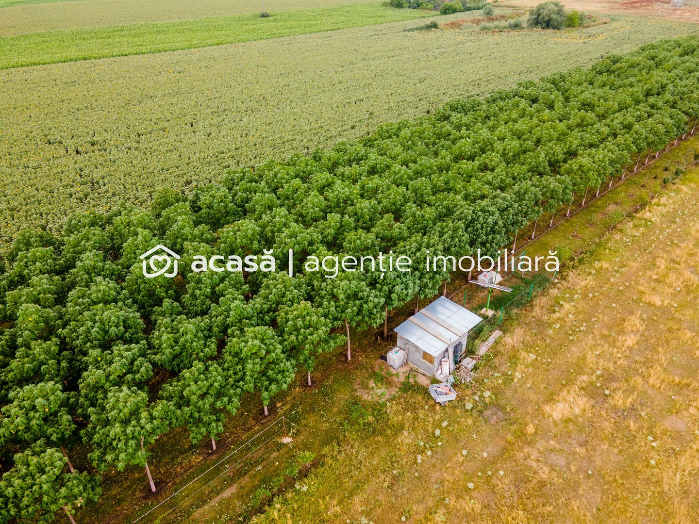 Teren cu plantație de arbori Paulownia, 1.25 ha - Poză 2