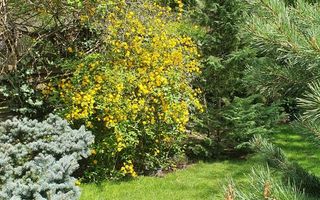 Vanzare vila 5 camere | Langa padure | Bucuresti | Baneasa - Poză 14