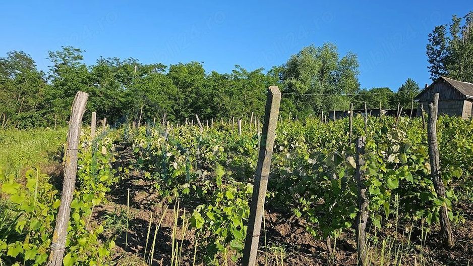 Casă cu teren intravilan de 5000 mp, livadă tânără și vie productivă, în Roșu, comuna Răducăneni, județul Iași - Poză 6