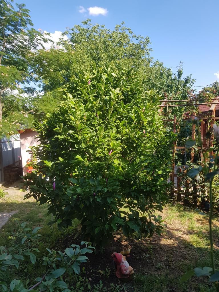 vila indiv+1198mp teren/pe DN4(sosBucuresti) in Frumusani/jud.Calarasi - Poză 9