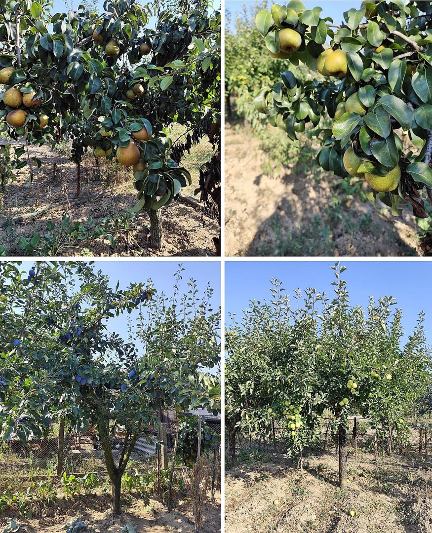 Casa la tara in Sacadat, Bihor, teren 2826 mp, acces auto - Vanzare - Poză 20