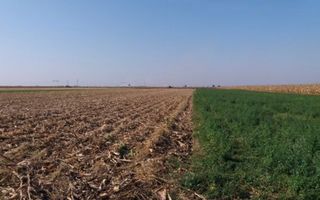 Investitie!Intravilan 55 ari capat Paulesti ( Intrare Ambud), 3.6 mf - Poză 4