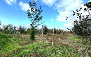 Livada+gradina, teren intravilan 2902mp, Damienesti-Bacau, comision 0 - Poză 10