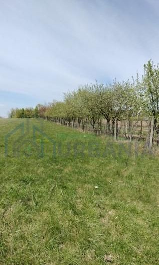 Teren extravilan 7.200 mp, Bordea - Grajduri, oportunitate investiție - Poză 7