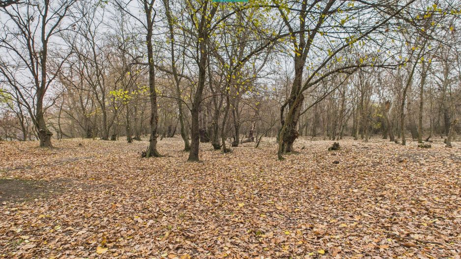 Teren pe malul Muresului- oportunitati multiple - Poză 11