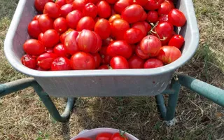 Casa I 60000 mp pamant I  Cugir I Alba - Poză 29