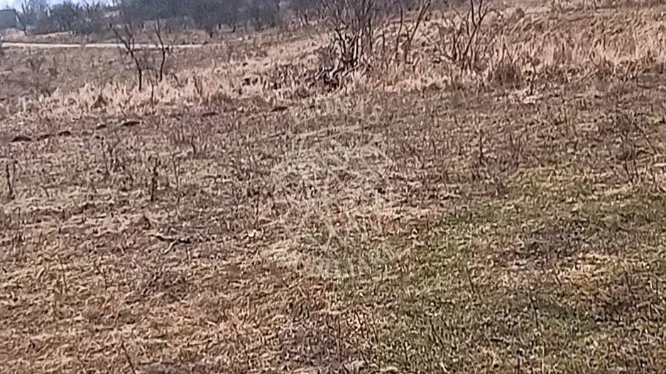 Teren 10000mp intravilan Chinteni 14 case aprobate  Investiție dezvoltator - Poză 6