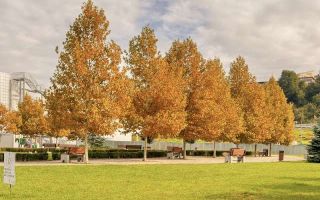 PF vand apartament 3 camere 70mp in curte la Vivo nu se plateste tva - Poză 3