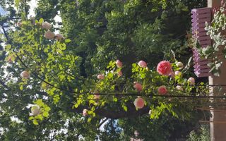 Apartament Floreasca 5 camere  proprietar, pozitie superba arhitectura unica - Poză 7