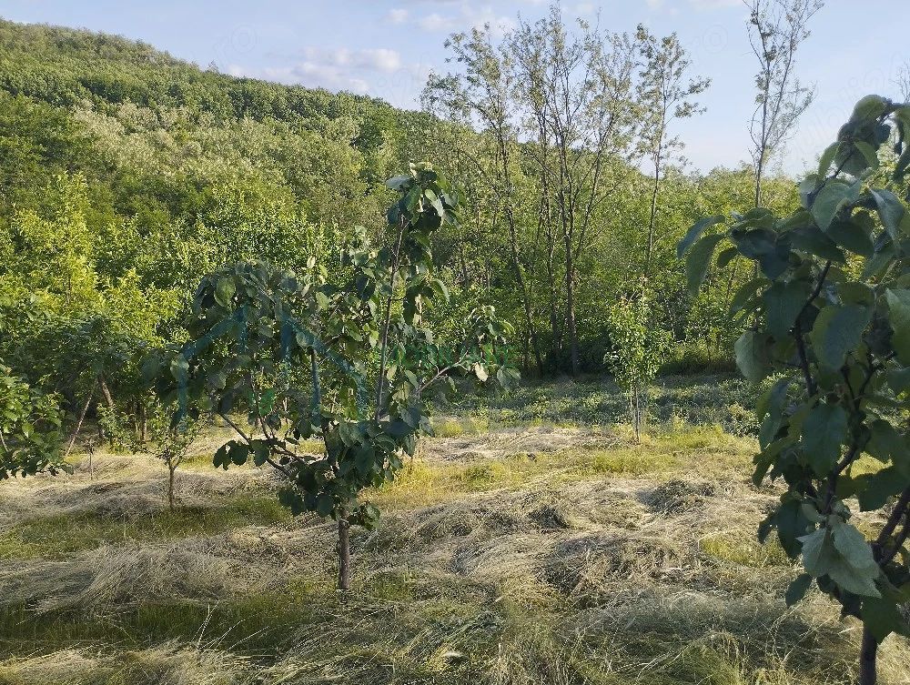 Casă bătrânească de vânzare în Totoiești – teren intravilan 2128 mp, cu fântână, beci, anexe și livadă - Poză 3
