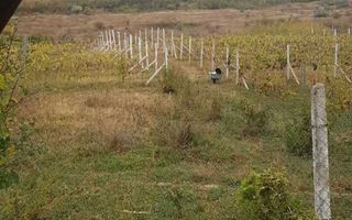 Teren intravilan - Poză 2