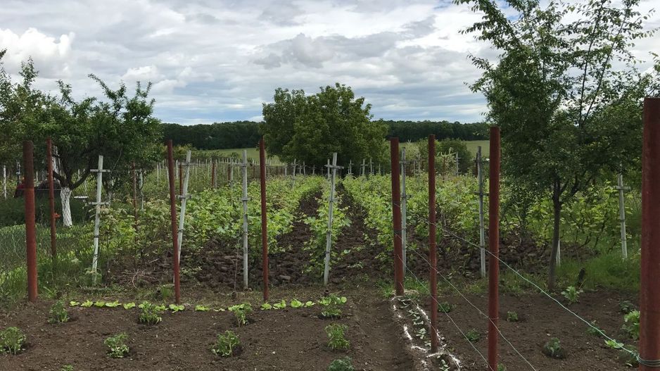 Proprietar - Casa Moara Vlasiei - Teren 1750mp - Poză 4