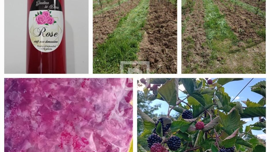 Ferma agricola, plantatii de mure, trandafiri, vita-de-vie - Poză 18