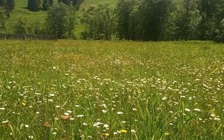 Teren de 5 ari între Poiana Stampei și Dorna Candreni, pe malul râului Dorna – 6.500 euro - Poză 4