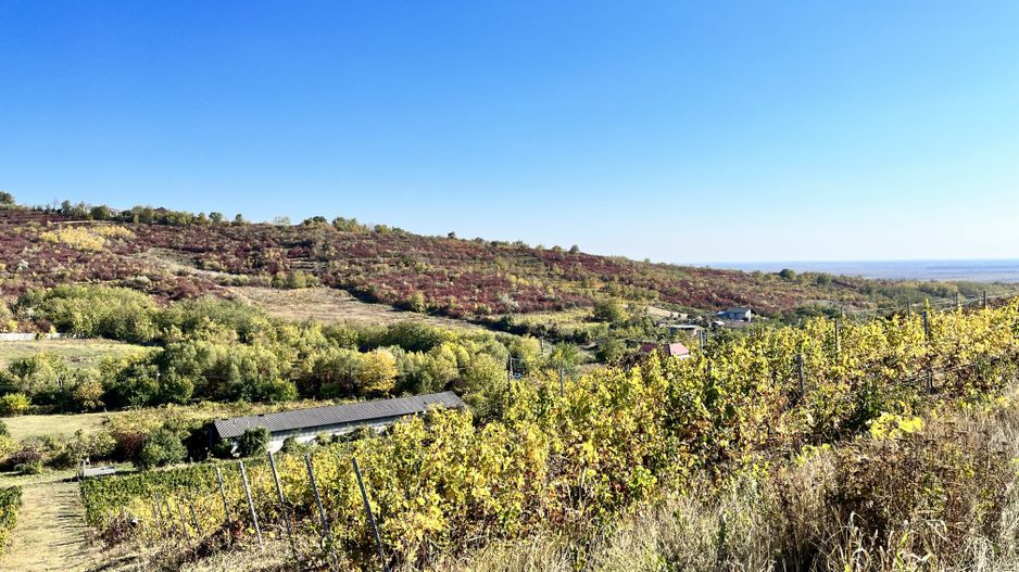 14Ha podgorie, livada pomi fructiferi, si conac 3000mp - Poză 8